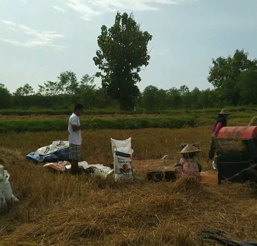 Terserang Hama, Petani Padi di Sreseh Gagal&nbsp;Panin