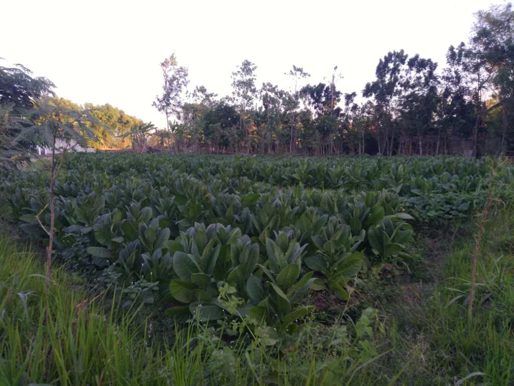 3.134 Buruh Tani-Buruh Pabrik Bakal Dapat Bantuan BLT DBHCHT&nbsp;2024